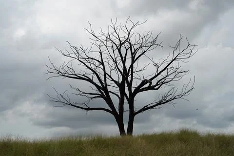 Silhouette of Bare Tree Against Cloudy Sky Stock Photos