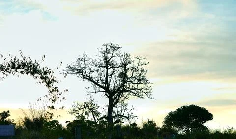Silhouette of a Bare Tree Against Mountain Sky at Dusk Stock Photos