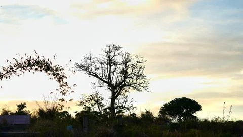 Silhouette of a Bare Tree Against Mountain Sky at Dusk Stock Photos