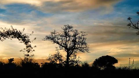 Silhouette of a Bare Tree Against Mountain Sky at Dusk Stock Photos