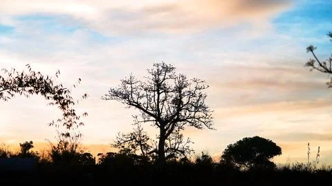 Silhouette of a Bare Tree Against Mountain Sky at Dusk Stock Photos