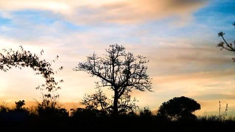 Silhouette of a Bare Tree Against Mountain Sky at Dusk Stock Photos