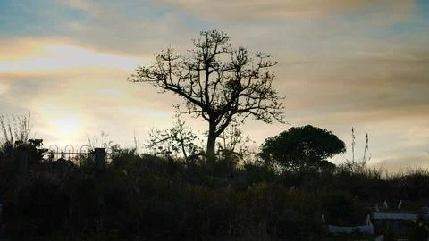 Silhouette of a Bare Tree Against Mountain Sky at Dusk Stock Photos