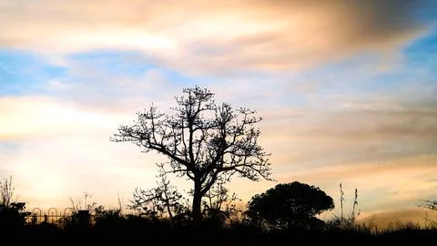 Silhouette of a Bare Tree Against Mountain Sky at Dusk Stock Photos