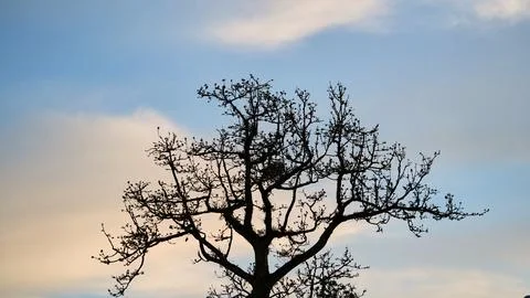 Silhouette of a Bare Tree Against Mountain Sky at Dusk Stock Photos