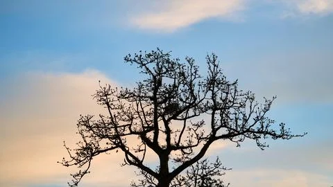 Silhouette of a Bare Tree Against Mountain Sky at Dusk Stock Photos