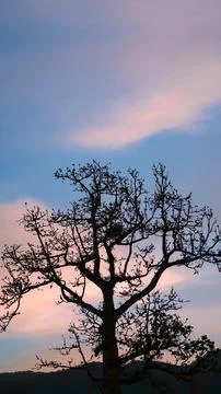 Silhouette of a Bare Tree Against Mountain Sky at Dusk Stock Photos