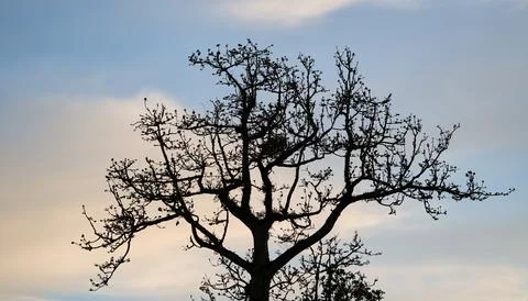 Silhouette of a Bare Tree Against Mountain Sky at Dusk Stock Photos