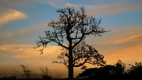 Silhouette of a Bare Tree Against Mountain Sky at Dusk Stock Photos
