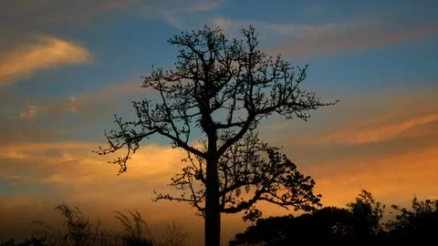 Silhouette of a Bare Tree Against Mountain Sky at Dusk Stock Photos