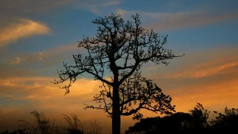Silhouette of a Bare Tree Against Mountain Sky at Dusk Stock Photos