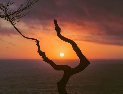 Silhouette of a bare tree and sunset in California Stock Photos