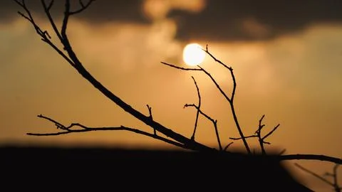 Silhouette of Bare Tree Branch Against Golden Sunset Stock Photos