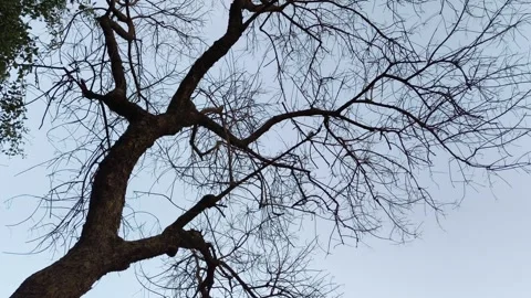 Silhouette of Bare Tree Branches Against the Sky Stock Footage 323302097