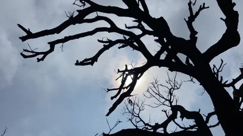 Silhouette of Bare Tree Branches Against Dramatic Cloudy Sky at Sunset. Stock Footage 338220741