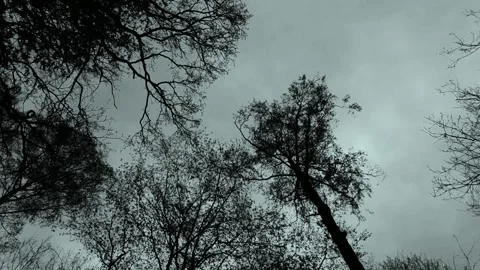 Silhouette of bare tree branches against a moody overcast sky for nature Video stock 347152899