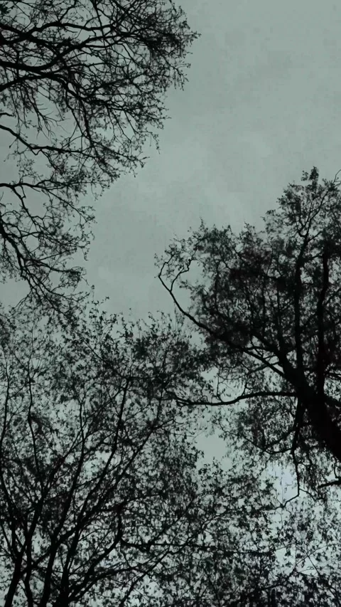 Silhouette of bare tree branches against a moody overcast sky for nature Video stock 347154710