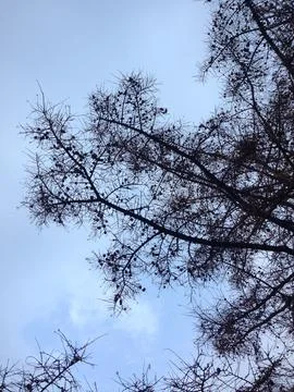 Silhouette of bare tree branches against blue sky Stock Photos