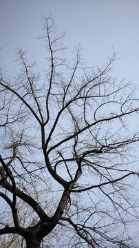Silhouette of bare tree branches against clear blue sky. Stock Photos