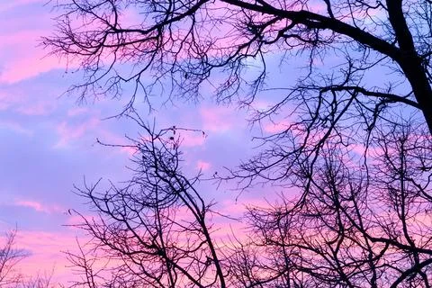 Silhouette of bare tree branches against a colorful purple and pink evening Stock-Fotos