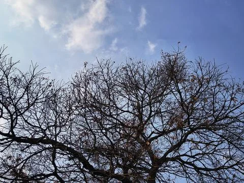 Silhouette of bare tree branches against a bright blue sky with clouds. Stock Photos