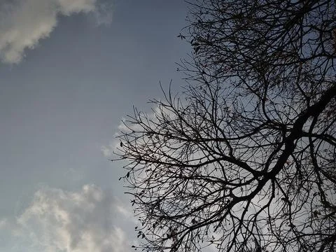 Silhouette of bare tree branches against a peaceful cloudy sky with copy space. Stock Photos