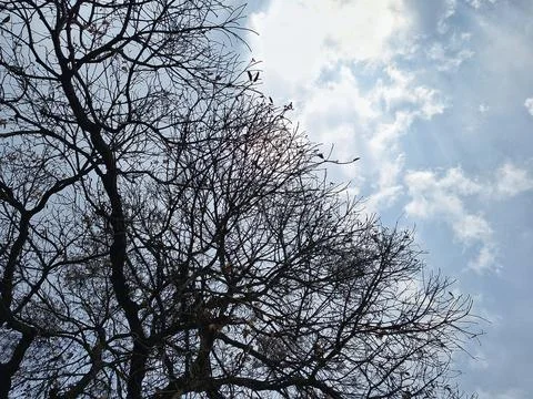 Silhouette of bare tree branches against a bright cloudy sky with copy space. Stock Photos