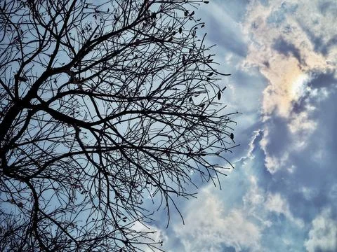 Silhouette of bare tree branches against a dramatic cloudy sky with sunlight. Stock Photos