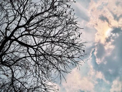 Silhouette of bare tree branches against a dramatic cloudy sky with sunlight. Stock Photos