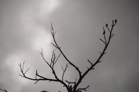 Silhouette of Bare Tree Branches with Small Birds Perched against Moody Ove.. Stock Photos