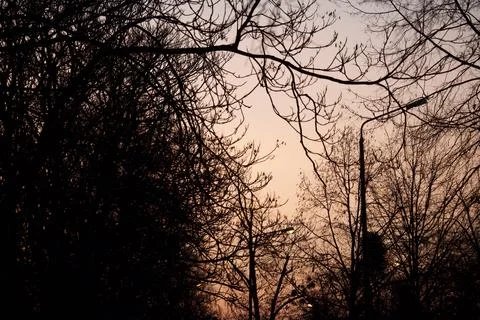 Silhouette of bare tree branches at sunset Stock Photos