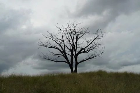 Silhouette of a Bare Tree on a Cloudy Day Stock Photos