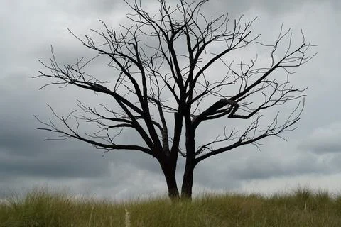 Silhouette of a Bare Tree on a Cloudy Day Stock Photos
