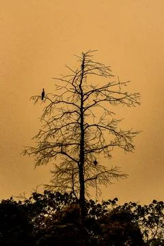 Silhouette of a bare tree at sunset with soaring eagle against an orange sky Stock Photos
