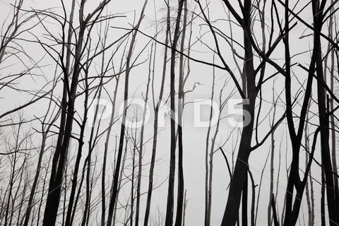 Silhouette bare tree trunks against clear sky Stock Photos