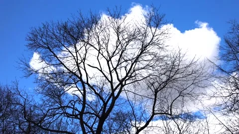 Silhouette of bare trees on the blue cloudy sky background Video stock 152243212