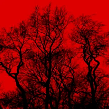 Silhouette of bare trees with interlaced branches Stock Photos