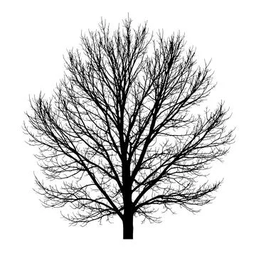 Silhouette of bare winter tree against white background showcasing detailed Stock Illustration