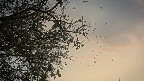 Silhouette Of Bat Colony Migration Over the Trees At Sunset Video stock 326972157