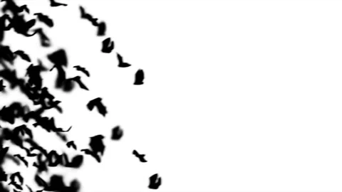 Silhouette bats flying on white background. Stock Footage 339051909