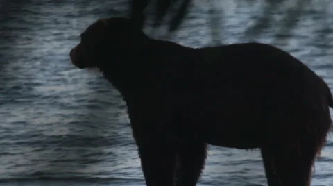 Silhouette of  bear Video stock 42343798