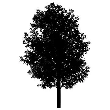 Silhouette of beautiful ash tree. Vector illustration. Stock Illustration