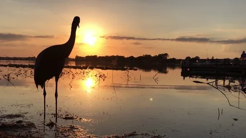 Silhouette of big bird Vídeos de archivo 73462566