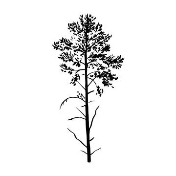 Silhouette of big old pine tree isolated on white background. Vector illust.. Stock Illustration