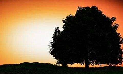 Silhouette of a big tree on the grass. Background in bright orange white tone Stock Illustration