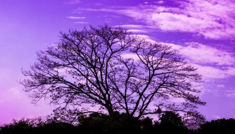 Silhouette of big tree Stock Photos