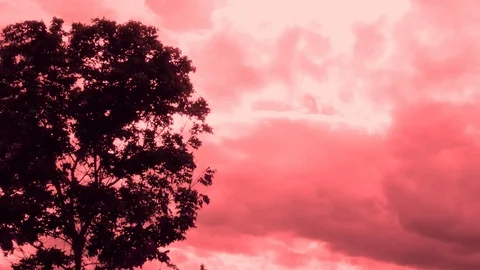 Silhouette of a big tree with the wind blowing through the pink sky background. Stock Footage 114557661