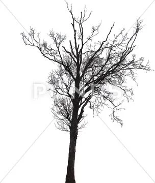 Silhouette of a birch tree in winter Stock Photos