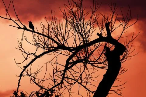 Silhouette of bird and a autumn tree Stock Photos