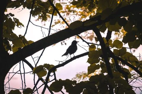 The silhouette of a bird on the branch of a tree in cotroluce Stock Photos